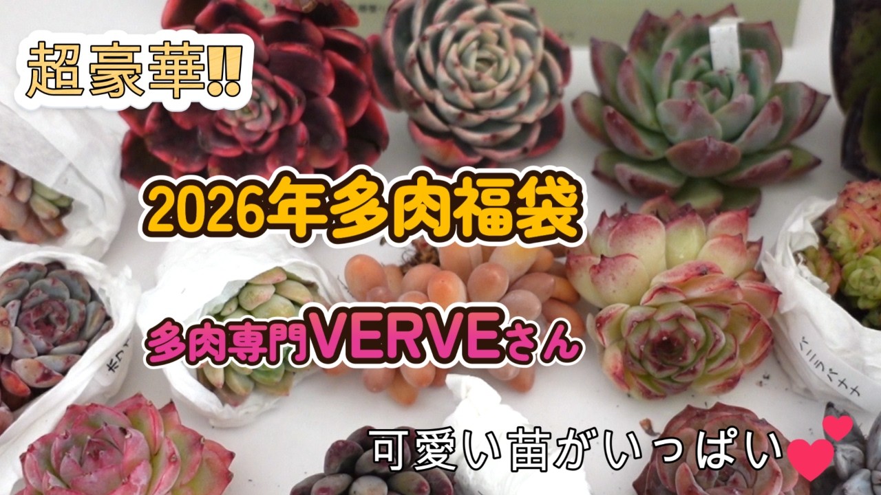 5「多肉植物」2026年多肉福袋（多肉専門VERVEさん）超豪華!!可愛い苗が