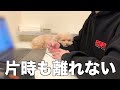 【在宅勤務】極小トイプードルがいる家で仕事するとこうなります