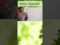 Water Hyacinth #waterhyacinth #class12botany #terrorofbengal #eichhornia crassipes
