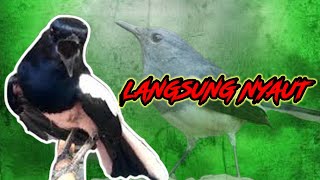 Download Lagu Pancingan dasar kacer ngeplong, masteran kacer durasi panjang Berjam jam!! Awas Nyaut! MP3 Download Lagu Pancingan dasar kacer ngeplong, masteran kacer durasi panjang Berjam jam!! Awas Nyaut! MP3