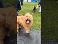 Dogs at the Frankenmuth Dog Bowl