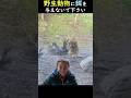 野生動物に餌を与えないで下さい