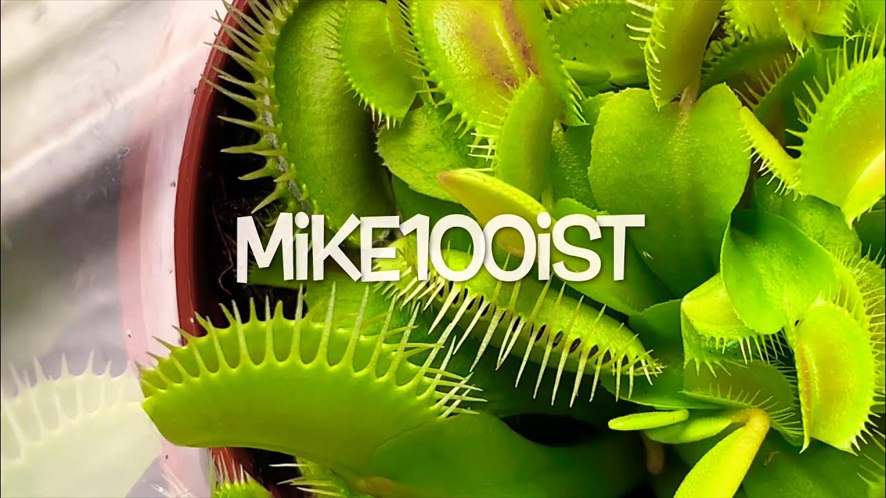Venus Flytrap Feeding Compilation YouTube