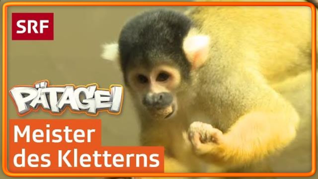 Totenkopfaffen im Zoo | Pätagei | SRF Kids – Kindervideos