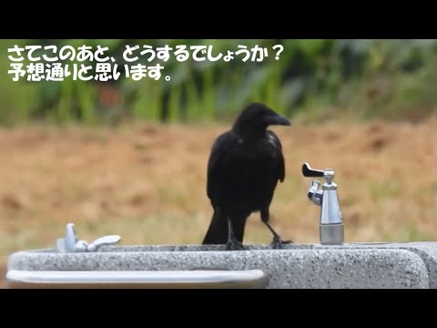№49 カラスの魅力、迫力、面白?動画 - YouTube