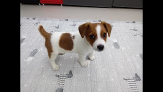 Jack Russell Terrier 60day