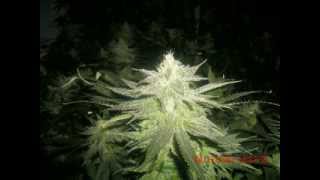 Medical Cannabis - To All Haters! Growing Well Is The Best Revenge!