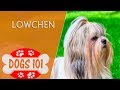 Dogs 101 - LOWCHEN - Top Dog Facts About the LOWCHEN の動画、YouTube動画。