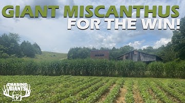 Giant Miscanthus Screen - 2nd Year Miscanthus Provides Access