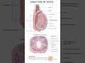 Structure of testis. #nursingnotes #testis #malereproductivesystem #anatomy #science #scrotum
