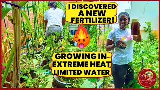 New Fertilizer Discovered growing in extreme heat and limited water🥵Small Space Gardening Oasis