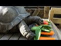 夏のリクガメ【アルダブラゾウガメ】
