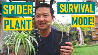 How I SAVED This SPIDER PLANT   Plant Care Tips!