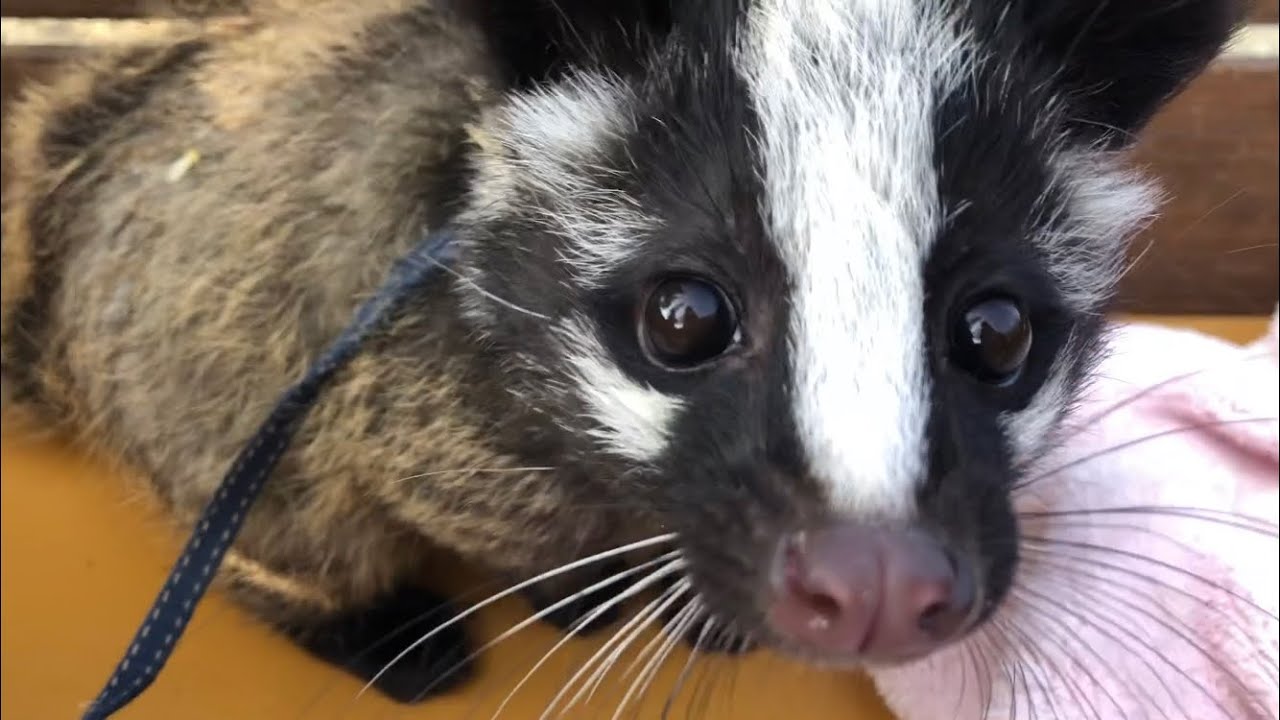 ハクビシンが可愛すぎる しろとり動物園 Youtube