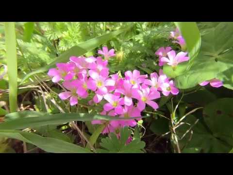 Vivitar VIV-CL-52 Macro Close-up 52mm filers gopro 7 black