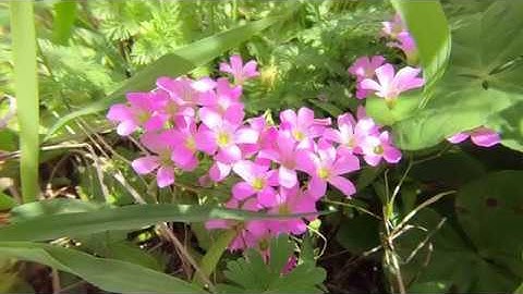 Vivitar VIV-CL-52 Macro Close-up 52mm filers gopro 7 black