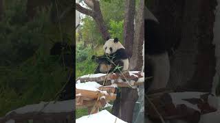 Xin Bao and Yun Chuan are having a (snow)ball ❄️