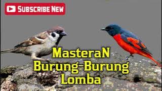 MASTERAN BURUNG TERBAIK UNTUK BURUNG LOMBA 100%  I 2019 I 2020 I 2022