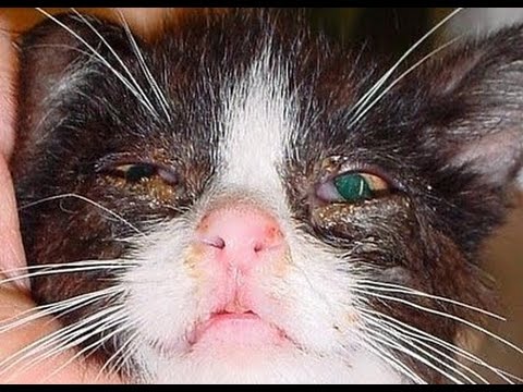 home-remedies-for-upper-respiratory-infection-in-cats