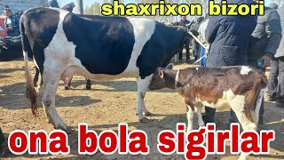 Shaxrixon choja chorva mol bozori ona bola sigirlar narxlari апреля 2024 г.