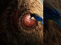 Bird Rescues Bear 🐻🐦 | Removing Caterpillar from Wound #shorts #wildlife