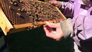 Why urban beekeeping is a rising trend in major cities