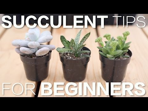 Succulent Tips for Beginners // Garden Answer