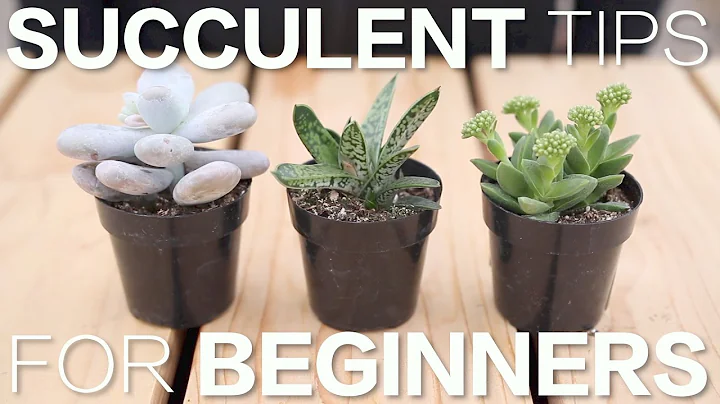 Succulent Tips for Beginners // Garden Answer - DayDayNews