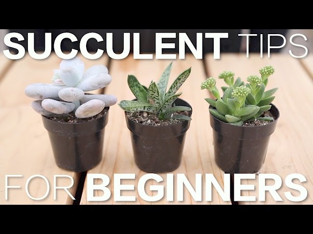 Succulent Tips for Beginners // Garden Answer class=