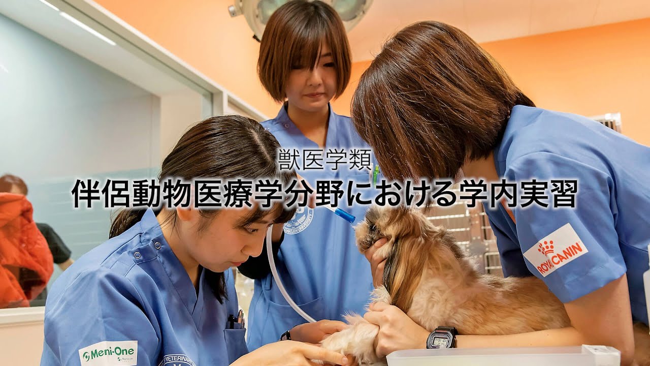 獣医内科学 第3版 産業動物・伴侶動物 獣医内科学 伴侶動物編・産業
