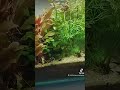 Shrimp Cube 6 month update