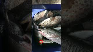 Ikan Campur Kelas Satu Ada Jenaha,Ikan Tengar Dan Jenada