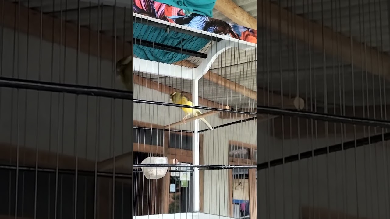 KENARI YSL GACOR PANJANG