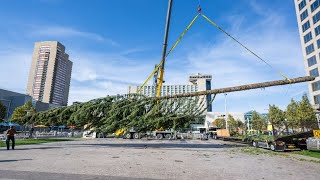 See arrival of the Mayor's Christmas Tree to Crown Center after long trip from Oregon