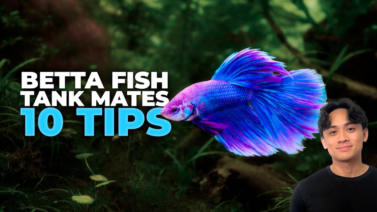 Betta Fish Tank Mates: What Fish Can Live With Bettas (And What Usually Fails)