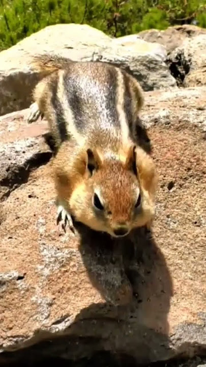Explore Nature Now Nature Documentaries Wild ANIMAL Rodent ardilla 🐿️ Squirrell #explorenaturenow