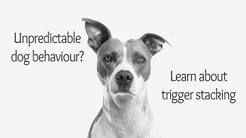 Trigger Stacking | Devoted to Dogs