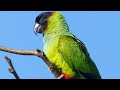 O Canto do Príncipe Negro - Periquito de Cabeça Preta - Nanday Parakeet - Brazilian Birds Singing
