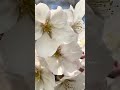 #japan #naturelovers #sakura #flowers #naturesounds #fyp