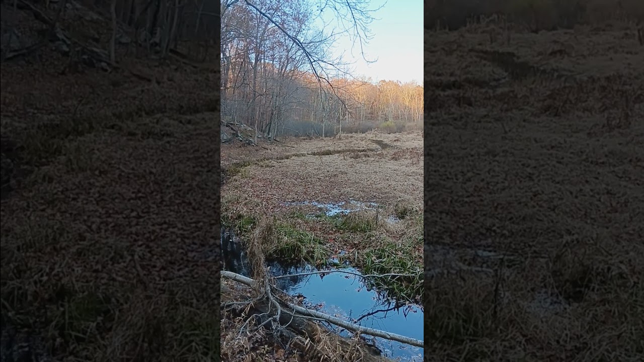 Meandering Stream ('Botts Pond')