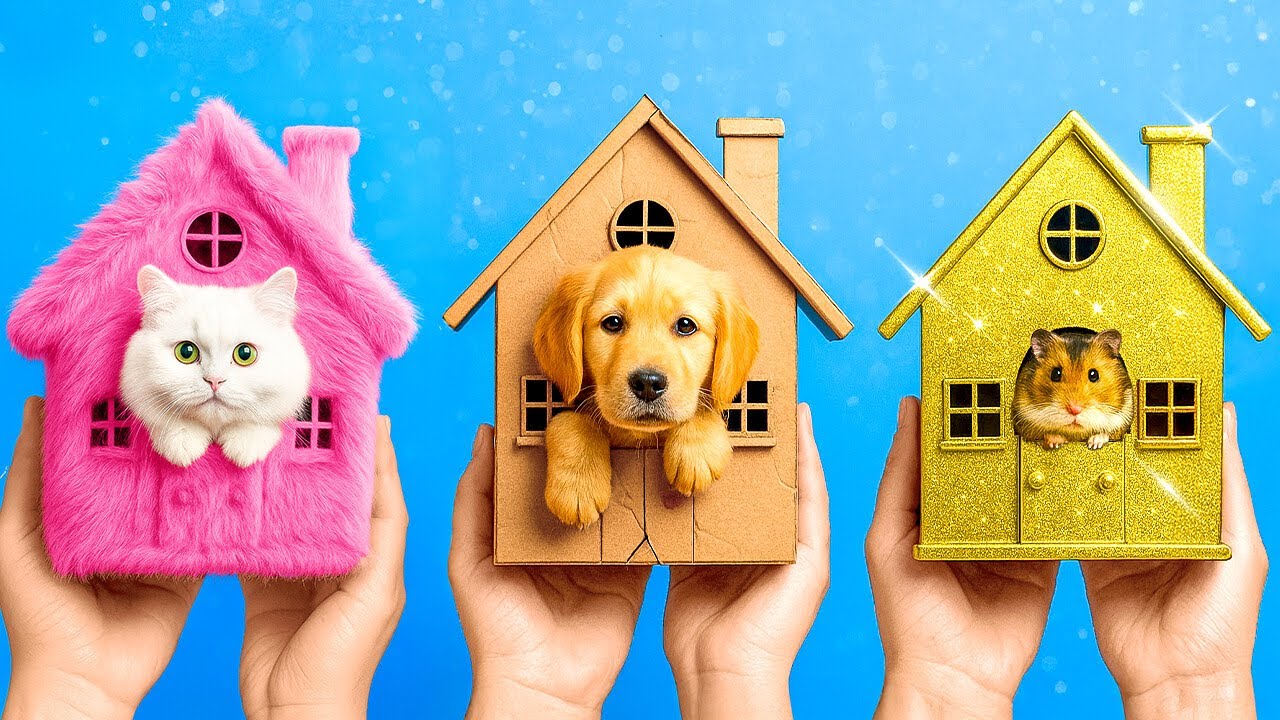 They Needed a Home… So We Built One! 🏠 Pet Hacks & Cute DIYs by 123GO!