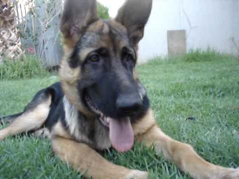 My 4 Month Old German Shepherd Called Sam You 4 Month Old German Shepherd Called Sam