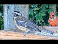 Juvenile Rose Breasted Grosbeak at BWHQ