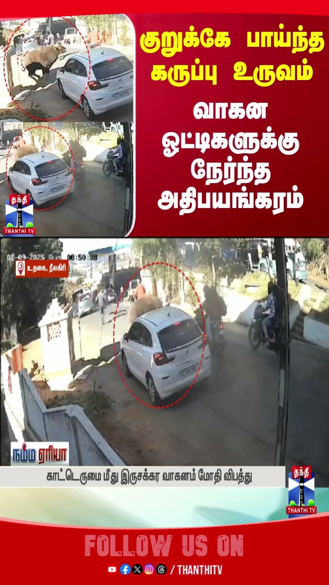 nilgiris || bison || forest || accident ||