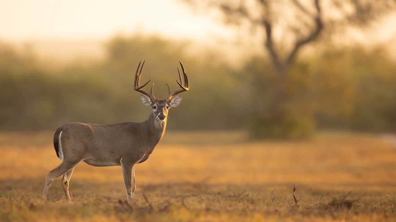 The Ultimate Texas Hunting Ranch - YouTube