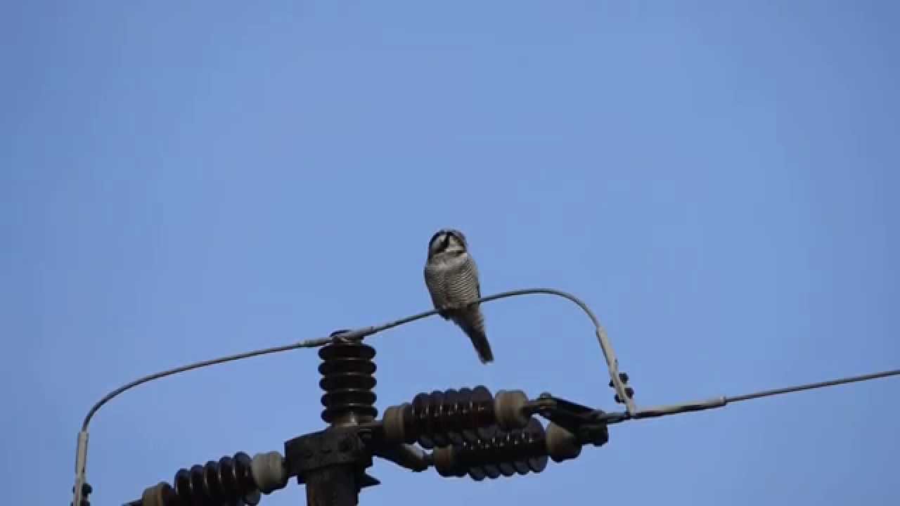 Sowa jarzębata Surnia ulula, Lemany pow. pułtuski 6.11.2013