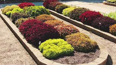 2020 Virtual Trial Garden Tour 7 - Coleus