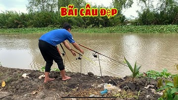 Câu Cá Tra Sông - Bãi Câu Đẹp Thả Mồi Dính Cá | Fishing - Miền Tây