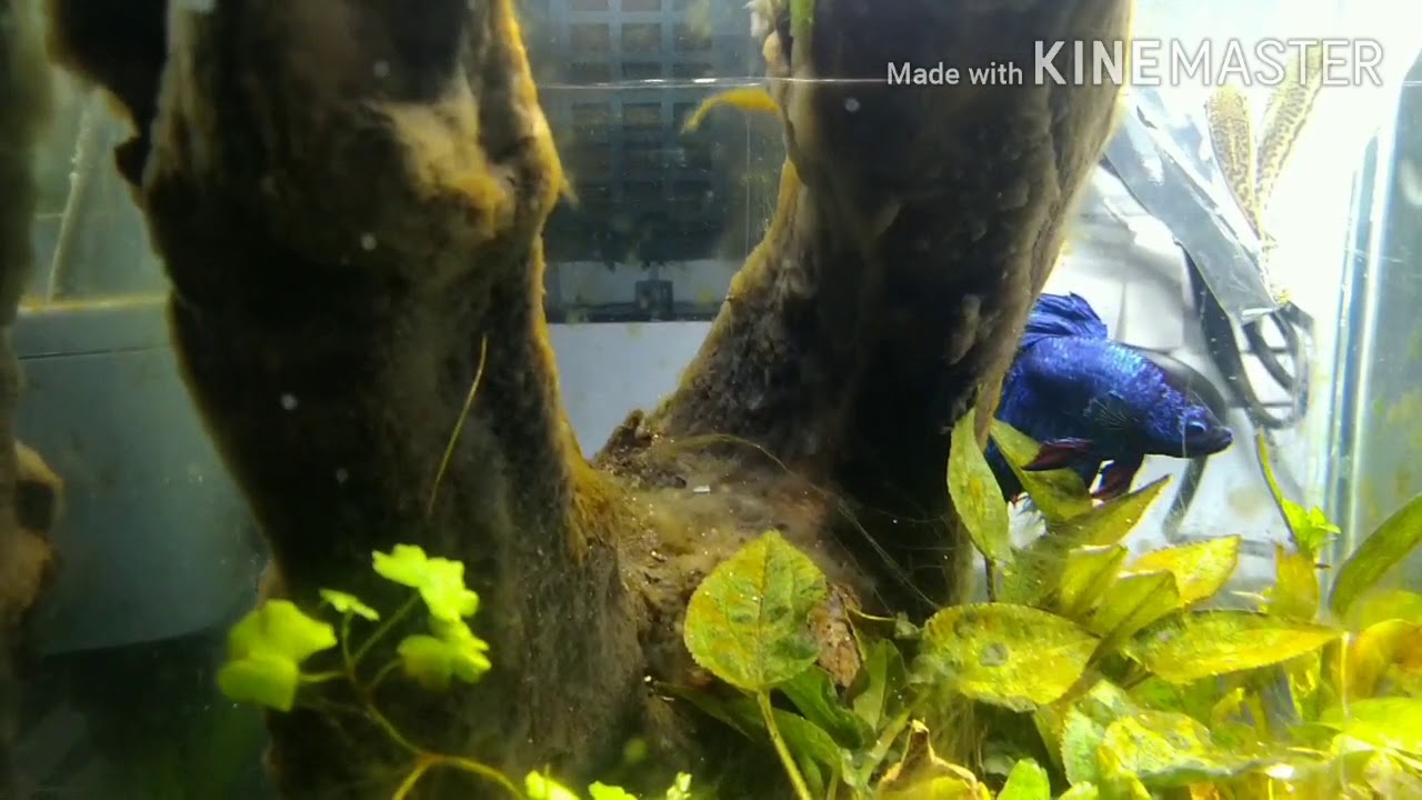 Plants melting in aquarium my experiment and solutions YouTube