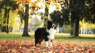 Border Collie Hyper Paw kennel Croatia | Tricks, Agility, Search and rescue, Obedience by our Bolt by Ellany Ipša - Border Collie Hyper Paw kennel 315 views 1 year ago 2 minutes, 51 seconds